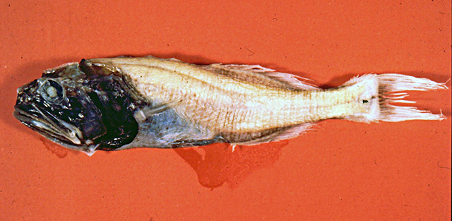 Abyssoberyx levisquamosus