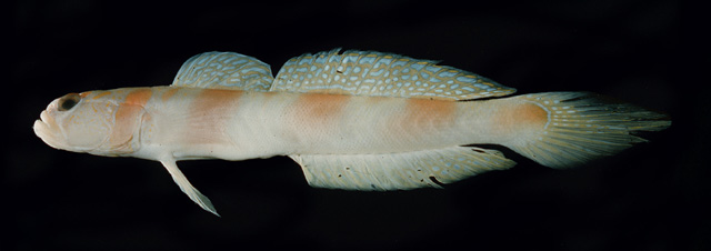 Amblyeleotris marquesas