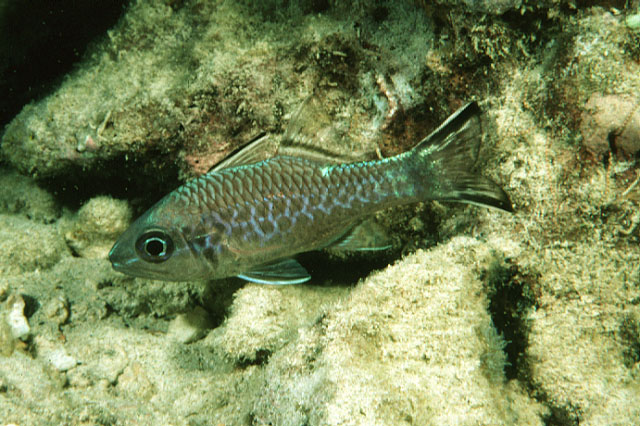 Pristiapogon taeniopterus