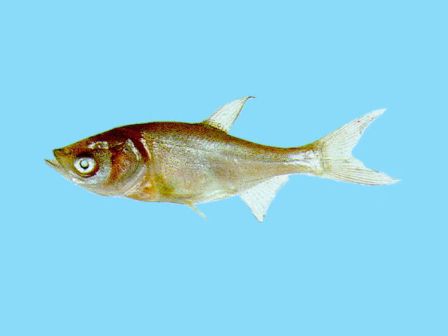 Hypophthalmichthys nobilis