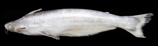 Auchenipterus osteomystax