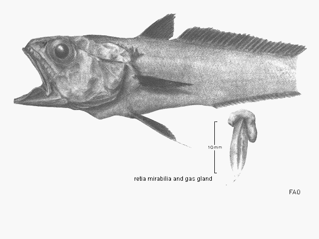 Bathygadus melanobranchus