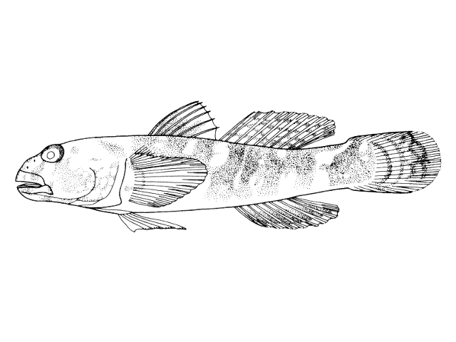 Bathygobius soporator