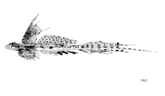 Callionymus persicus