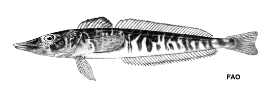 Champsocephalus esox