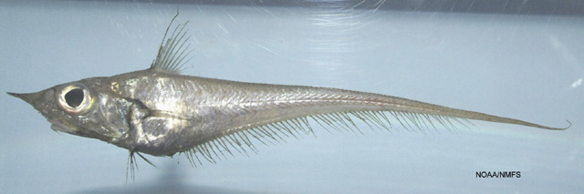 Coelorinchus caribbaeus