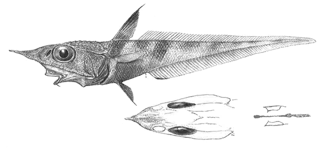 Coelorinchus melanosagmatus