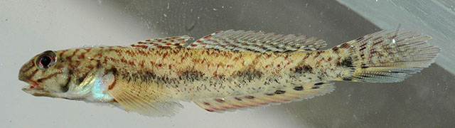 Ctenogobius fasciatus