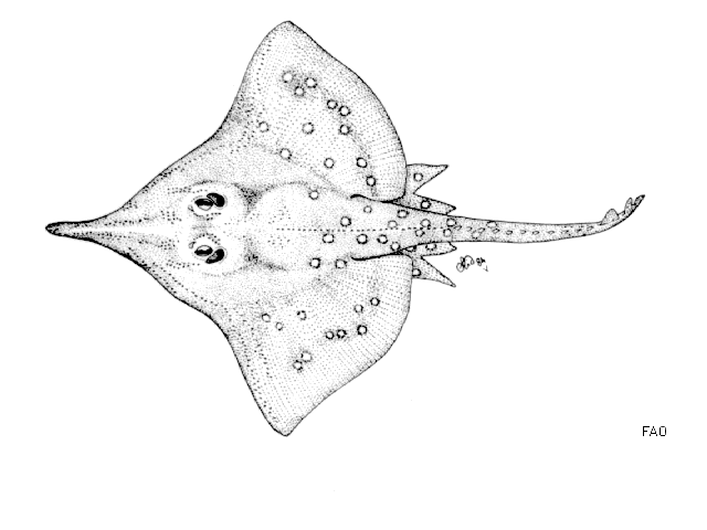 Dipturus oxyrinchus