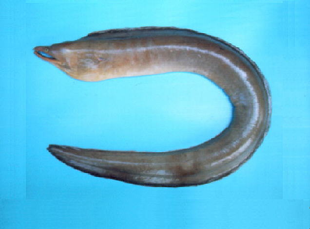 Enchelycore schismatorhynchus