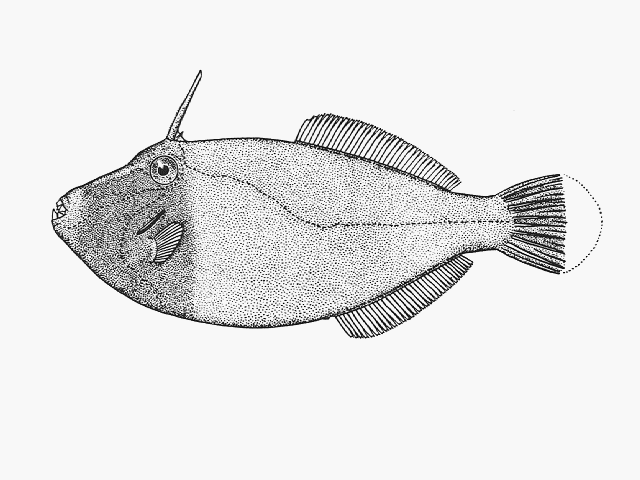 Eubalichthys bucephalus