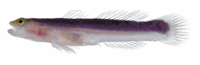 Evermannichthys bicolor