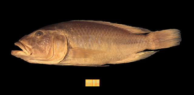 Haplochromis altigenis