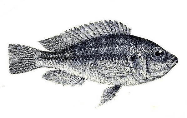 Haplochromis crassilabris