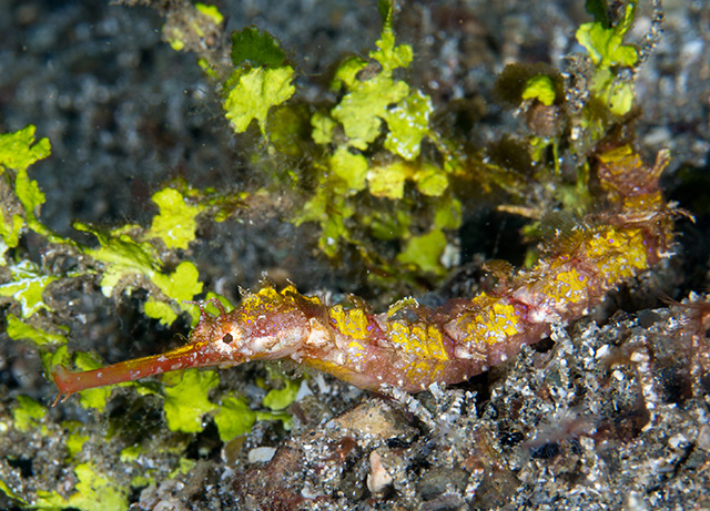 Halicampus macrorhynchus