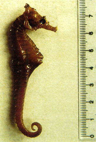 Hippocampus camelopardalis