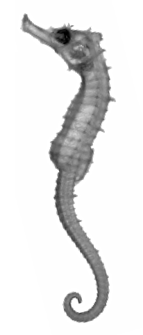 Hippocampus jugumus