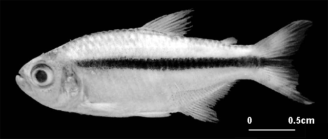 Hyphessobrycon sovichthys