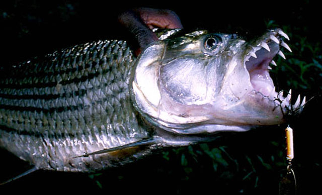 http://www.fishbase.org/images/species/Hyvit_f0.jpg