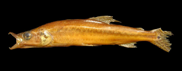 Ichthyborus congolensis