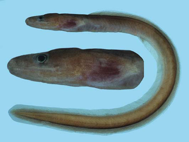 Kaupichthys diodontus
