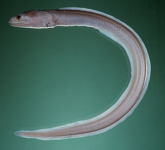 Kaupichthys hyoproroides