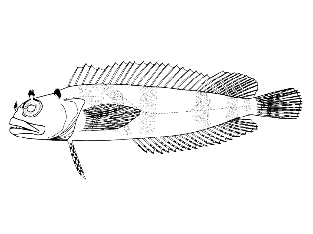 Gobioclinus kalisherae