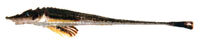 Sarritor leptorhynchus