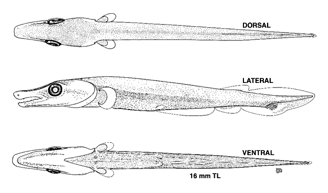 Lepisosteus osseus