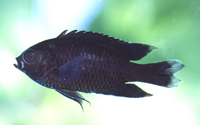 Neopomacentrus aquadulcis