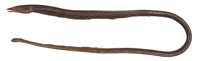 Neenchelys similis
