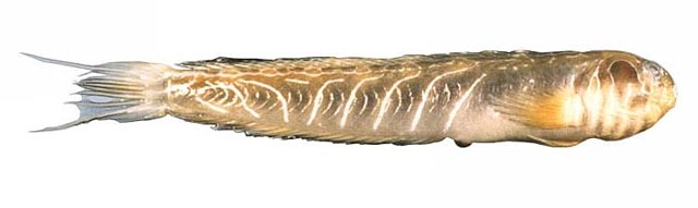 Omobranchus rotundiceps