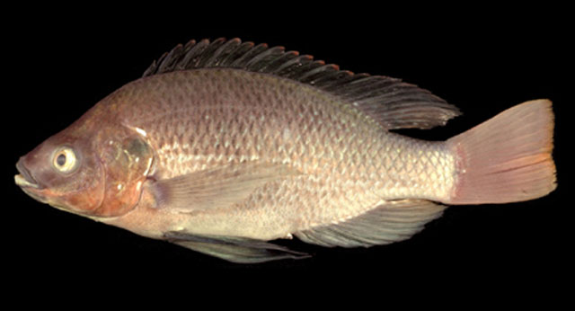 Oreochromis esculentus