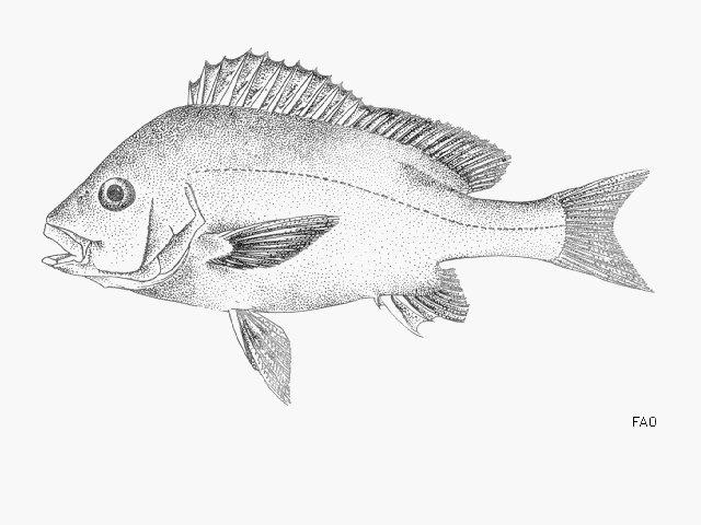 Plectorhinchus mediterraneus