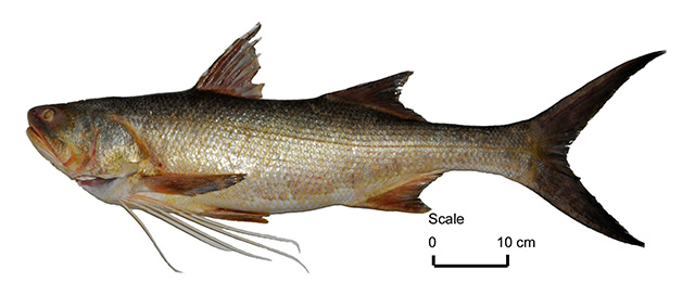 Polydactylus macrochir