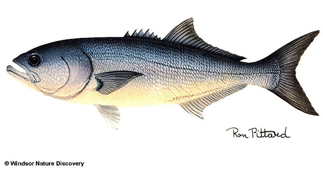 Изображение рыбы луфарь (Pomatomus saltatrix )