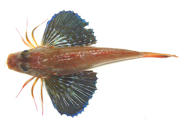 Prionotus longispinosus
