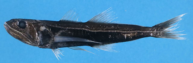 Pseudoscopelus sagamianus