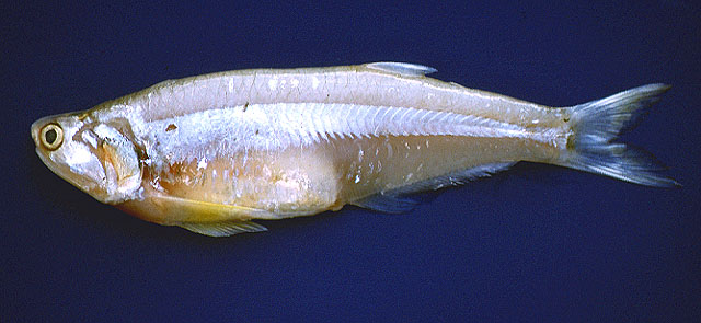 Pterengraulis atherinoides