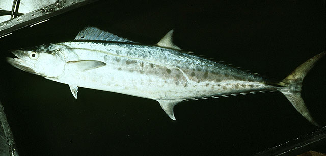 Narrow-barred Spanish Mackerel (Scomberomorus Commerson)