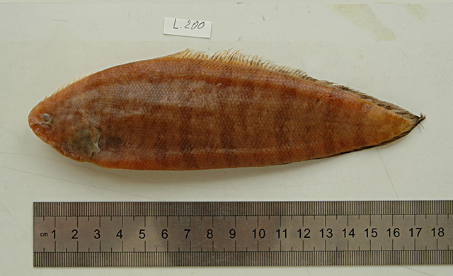 Symphurus oculellus
