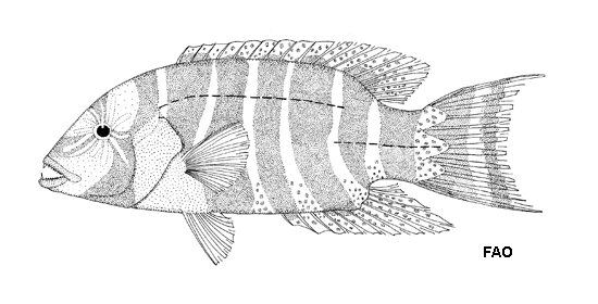 Thoracochromis fasciatus