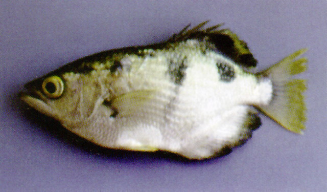 Toxotes microlepis