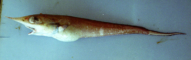 Trachyrincus scabrus