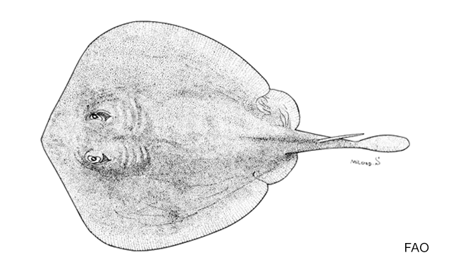 Urolophus sufflavus