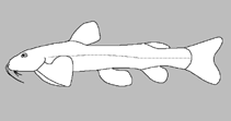 Image of Amphilius laticaudatus (Broadtail mountain catfish)