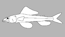 Image of Leptaulopus erythrozonatus (Duckbill flagfin)