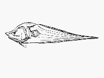 Image of Acanthonus armatus (Bony-eared assfish)