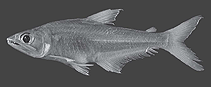 Image of Acestrocephalus pallidus 