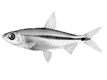 Image of Brycinus lateralis (Stripped robber)